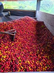 Colombia Frank Torres - Caturra Honey coffee beans