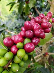 Colombia Yeny Pinchao Caturra Washed coffee beans