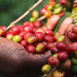 Tanzania Lukululu Peaberry coffee beans