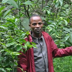 ETHIOPIA • AKLILU KASSA coffee beans.