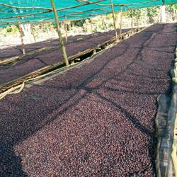 ETHIOPIA • MUDA TATESA coffee beans.