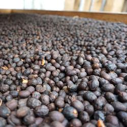 Mexico - La Joya Lot 9YH | Experimental Yellow Honey - 200g coffee beans.