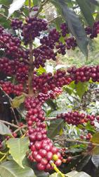 Panama - Abu Gesha Lot 6GN | ASD Natural coffee beans