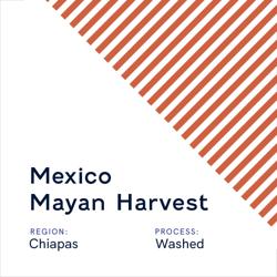 Mexico Mayan Harvest coffee beans.