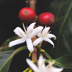 Christmas Blend coffee beans.