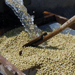 Ethiopia Acacia coffee beans