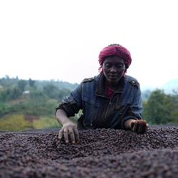Ethiopia Kontema coffee beans.
