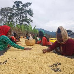 Ethiopia Refisa coffee beans.
