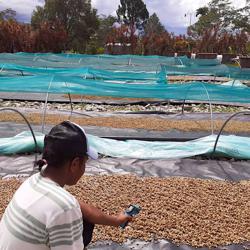 Papua New Guinea Tenenga coffee beans.