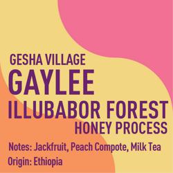 Ethiopia Gesha Village Gaylee Illubabor Forest Honey coffee beans.