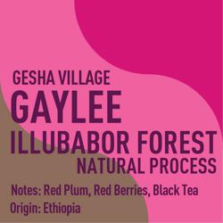Ethiopia Gesha Village Gaylee Illubabor Forest Natural coffee beans