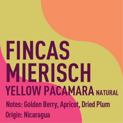 Nicaragua Fincas Mierisch Yellow Pacamara Natural coffee beans.