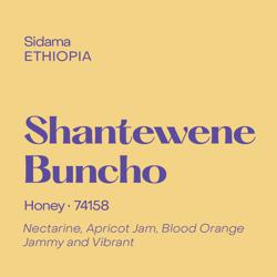 Shantewene Buncho coffee beans